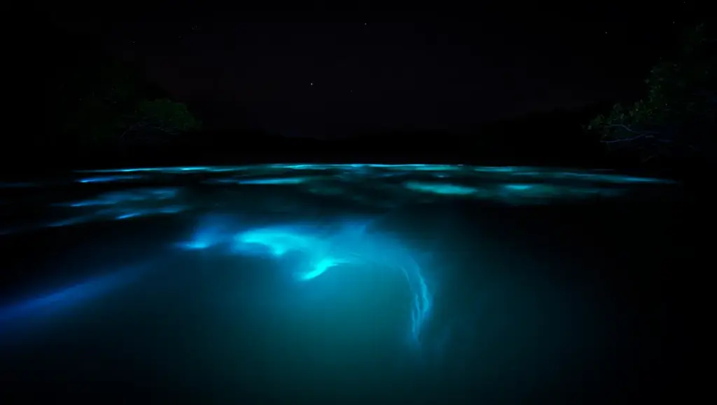 Intense bioluminescent glow in complete darkness during new moon